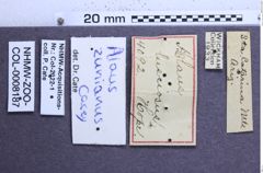 Etiketten zu Alaus zuniacus (NHMW-ZOO-COL-0008187)